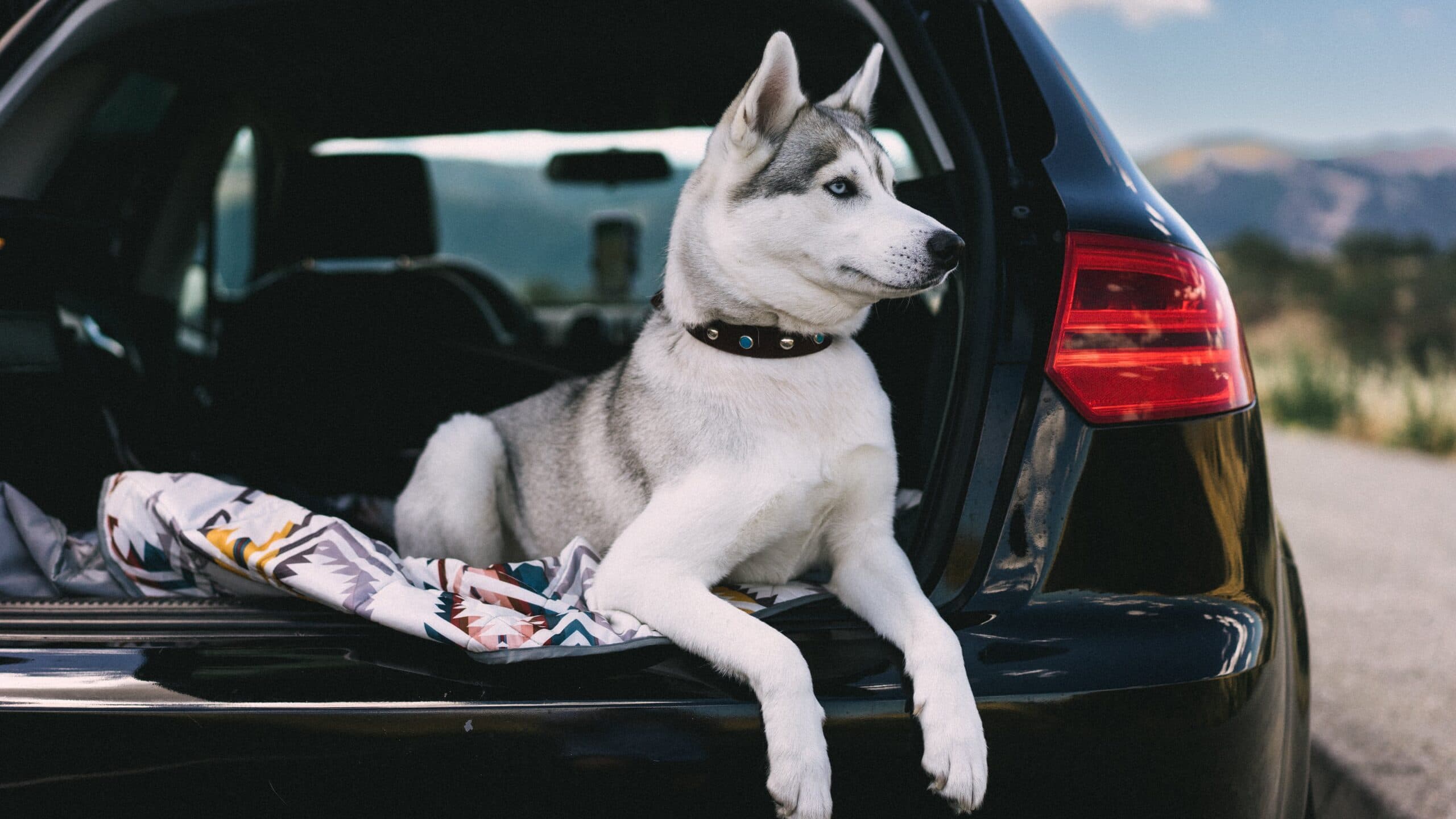 Pet-Friendly Cars: Essential Checklist for Pet Owners